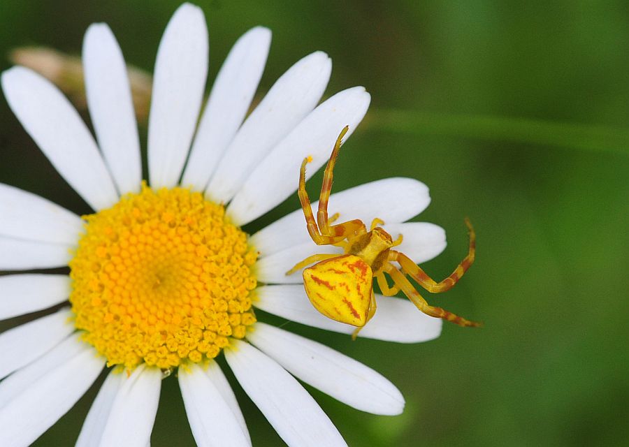 La vita in un fiore - seconda parte
